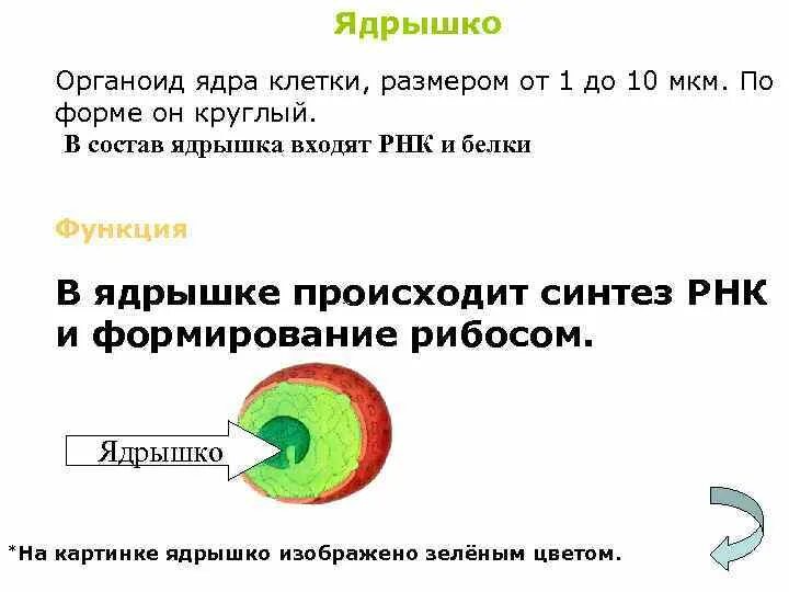 Нуклеола строение. Ядрышко и его компоненты. Ядрышко это кратко. Формы ядер клеток. Функции ядрышка в эукариотической клетки.