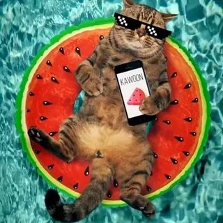 Алекс коте