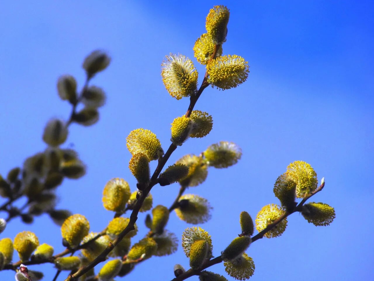 Дерево верба фото и описание. Ива Козья (бредина) – Salix caprea. Ива Козья Kilmarnock. Ива Козья Пендула. Ива Козья бредина Верба.