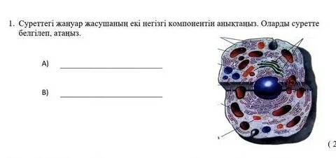 Жануар жасушасында жиналады