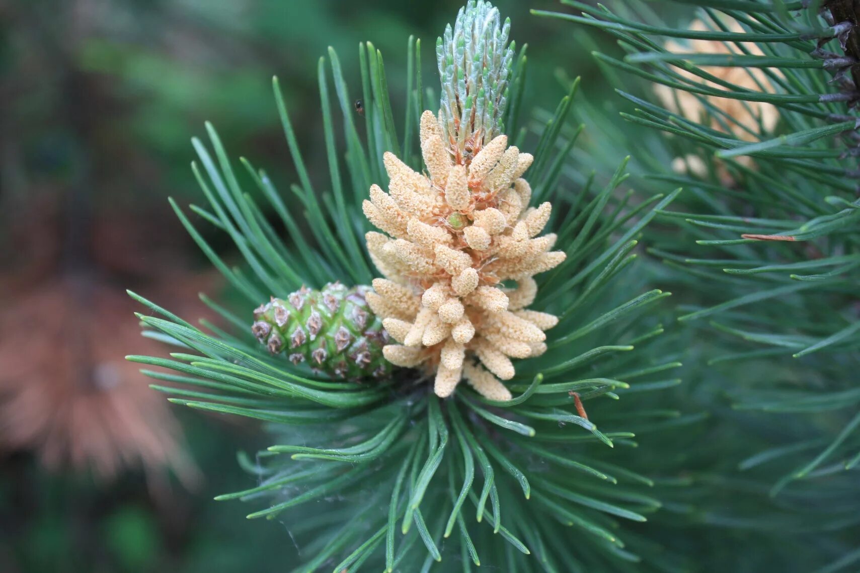 Сосна обыкновенная – Pinus Sylvestris шишки. Сосна Пинус Нигра. Сосна обыкновенная (лат. Pinus Sylvestris). Pinus Sylvestris шишка.