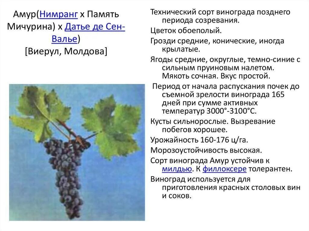 Применения винограда. Технические характеристики винограда. Сортовые характеристики винограда. Виноград краткая характеристика. Охарактеризуйте виноград.