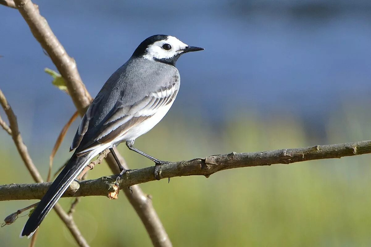 Bird челны. Трясогузка птица. Трясогузка, птичка, трясогузка.. Белая трясогузка. Трясогузка Перелетная птица.