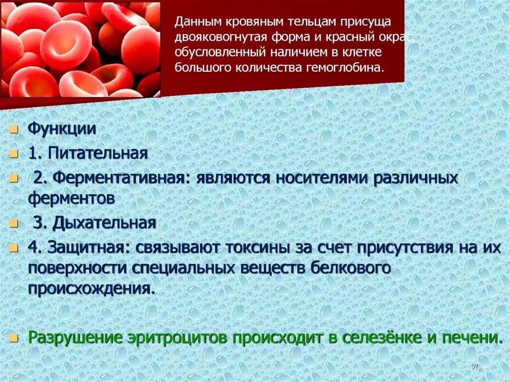 Кровь в организме выполняет функцию питательную. Дыхательная функция эритроцитов. Функции эритроцитов. Эритроциты функции за счет чего. Ферментативная функция эритроцитов.