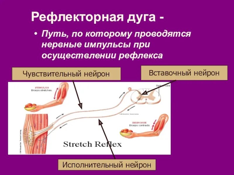 Рефлекторная дуга путь рефлекса. Исполнительный Нейрон в рефлекторной дуге. Путь импульса по рефлекторной дуге. Элементы рефлекторной дуги.