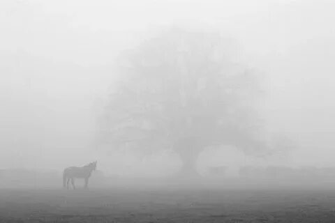 From the fog 1.12
