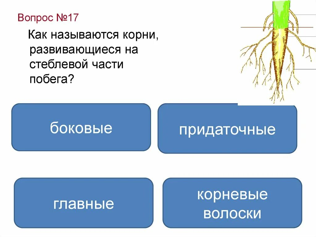 1 побег это часть корня. Корни развивающиеся на стеблевой части побега называются. Как называются корни, развивающиеся на стеблевой части побега?. Главные боковые и придаточные корни. Корни развивающиеся на побеге.