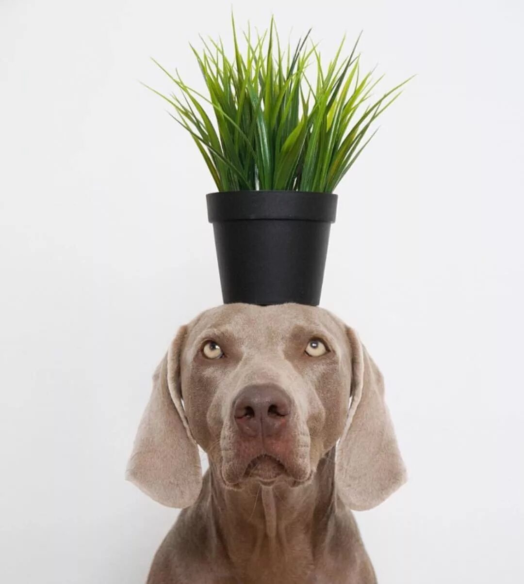 Почему собака ест траву на улице. Собака и растение. Трава которую собаки. Grass блоггер. Грасс для собак.