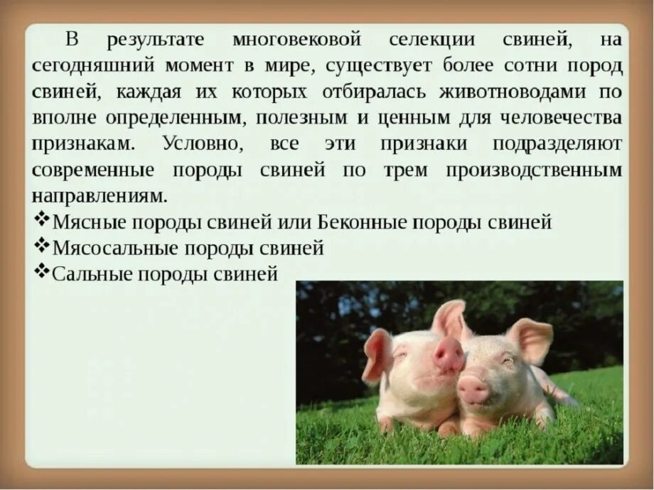 Сообщение о свиноводстве. Сообщение о свинье. информация про домашних свиней.. презентация на тему свиноводство. свинья проект.