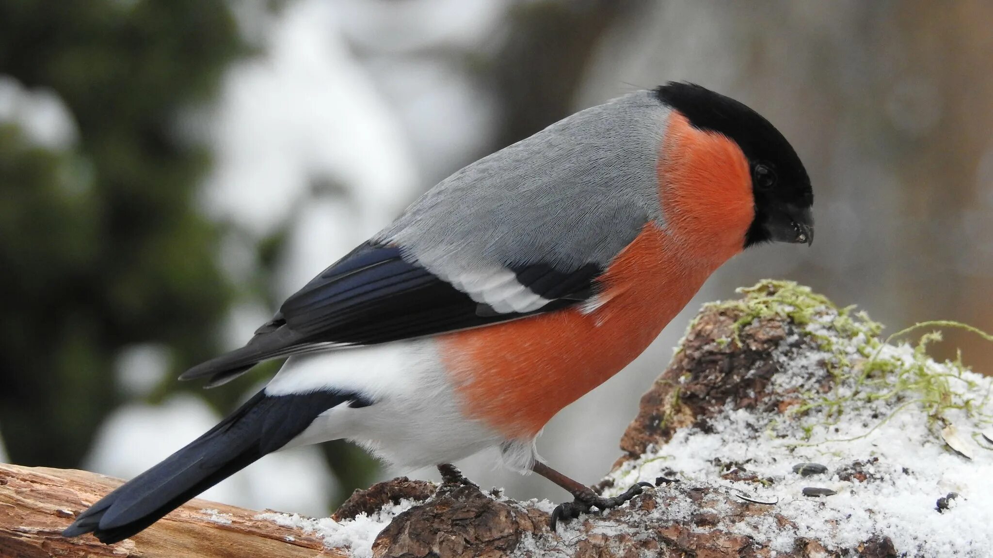 Клюв снегиря. Снегирь вьюрковые. Желтоспинный снегирь. Воробьинообразные снегирь. Желтоспинный снегирь фото.