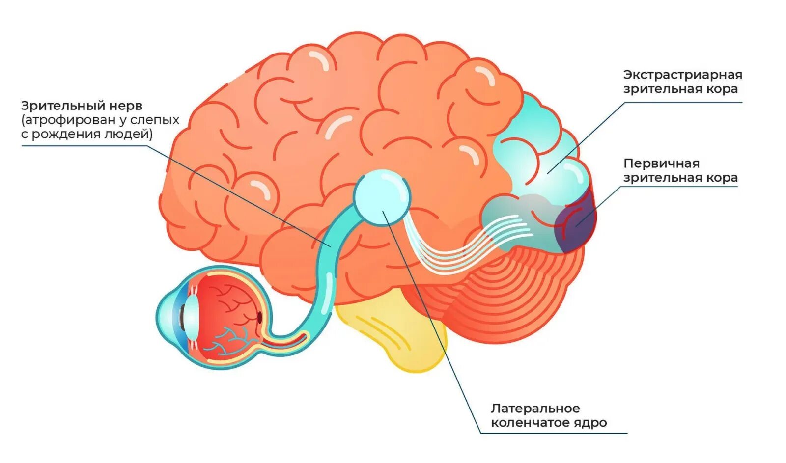Мозг передается. Первичная Зрительная кора головного мозга. Зона v1 зрительной коры. Зрительные доли коры головного мозга. Кора зрительного анализатора.