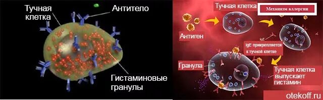 Гистамин клетки. Тучные клетки гистамин. выброс гистамина из тучных клеток. гранулы тучных клеток. аллергические реакции гистаминовая.