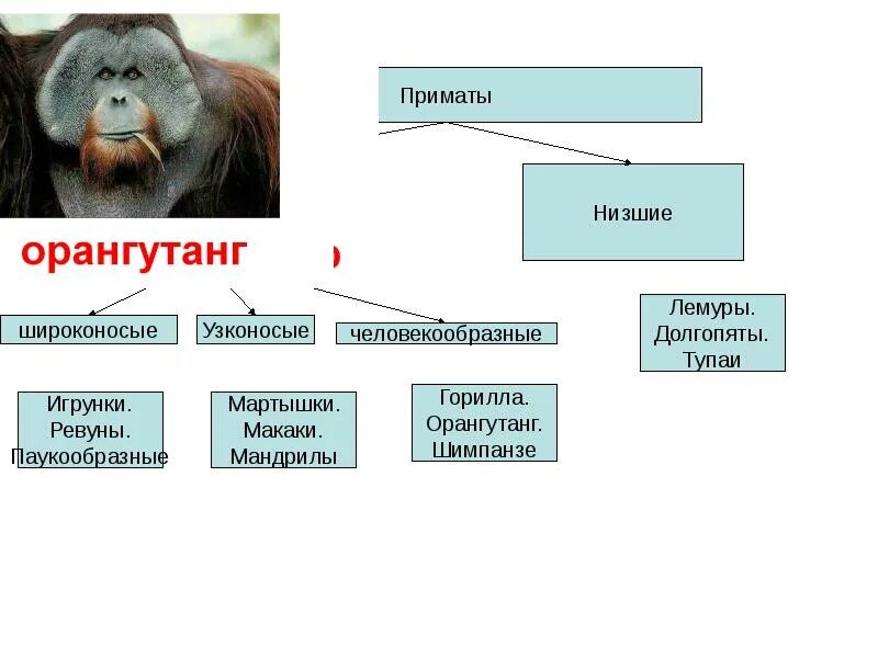 Высшие млекопитающие характеризуются. Отряд приматы систематика. Отряд высшие приматы семейства. Таблица приматы 7 класс биология. Таблица отряды млекопитающих 7 класс биология приматы.