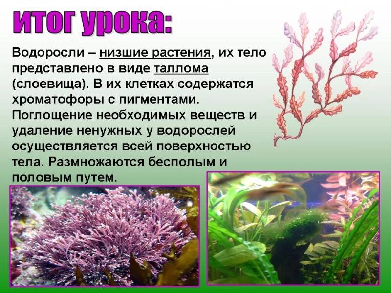 Вывод водорослей