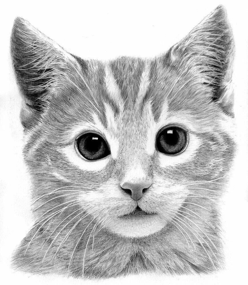 Рисование кошечку. Кот карандашом. Котик рисунок. Котенок рисунок. Морда кошки рисунок.