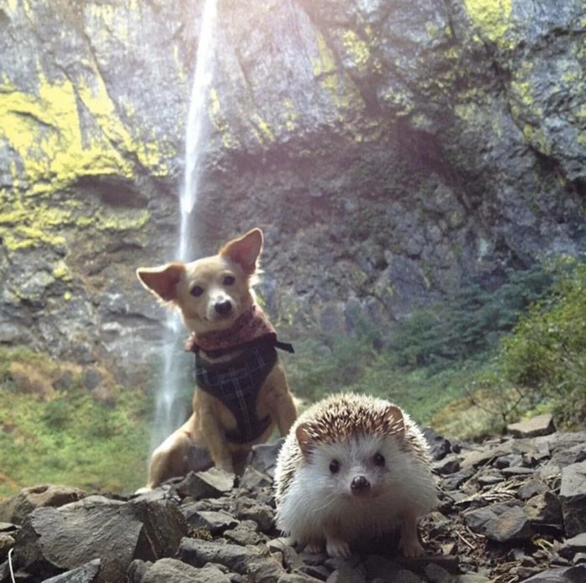 Собака с ежиком. Собаки и ежи. Ёжик в тумане собака. Собачки ежики. Собачки ежики.