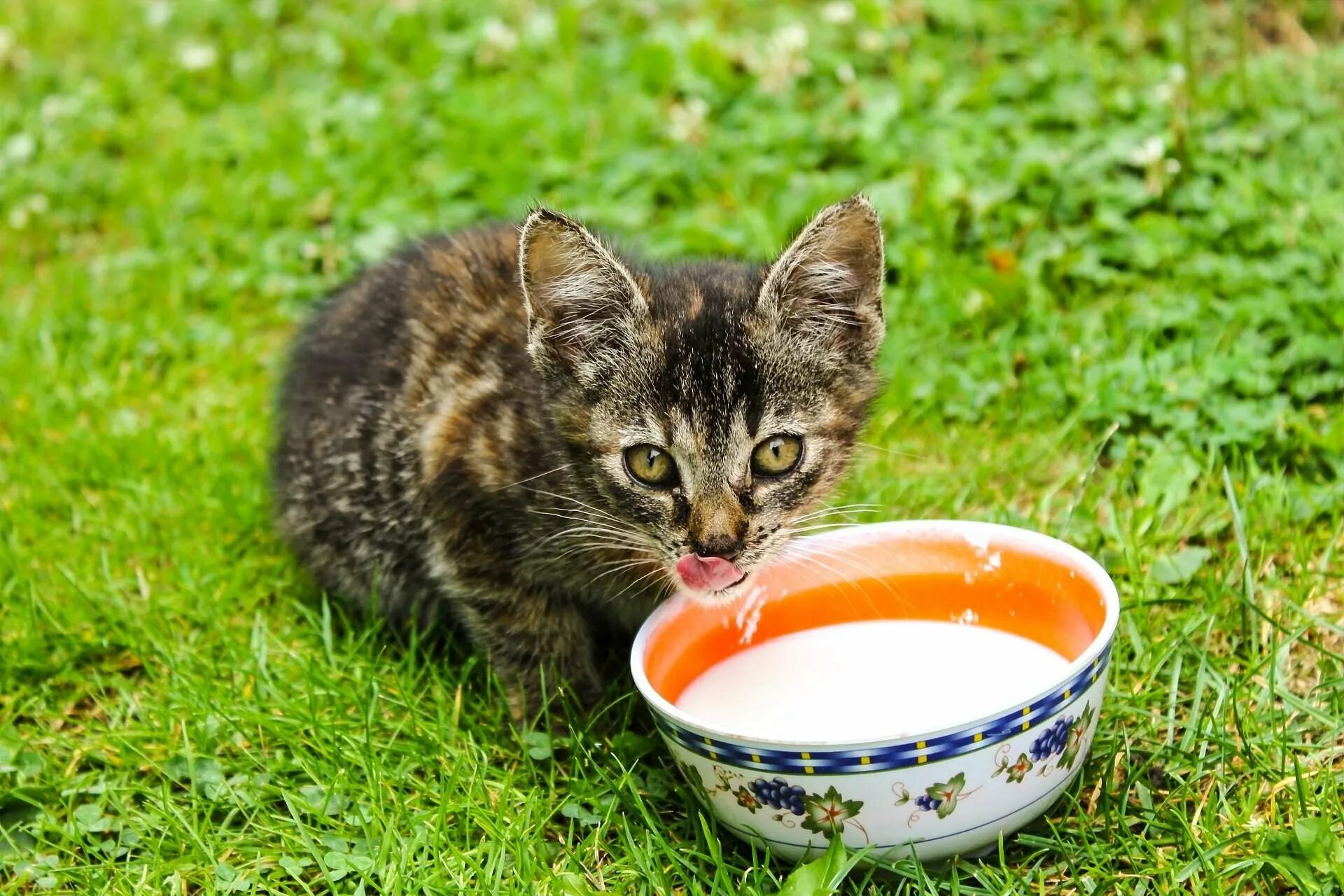 Сколько котята пьют молоко. Кот лакает молоко. Кот пьет молоко. Кошка пьет молоко. Кошка пьет из миски.