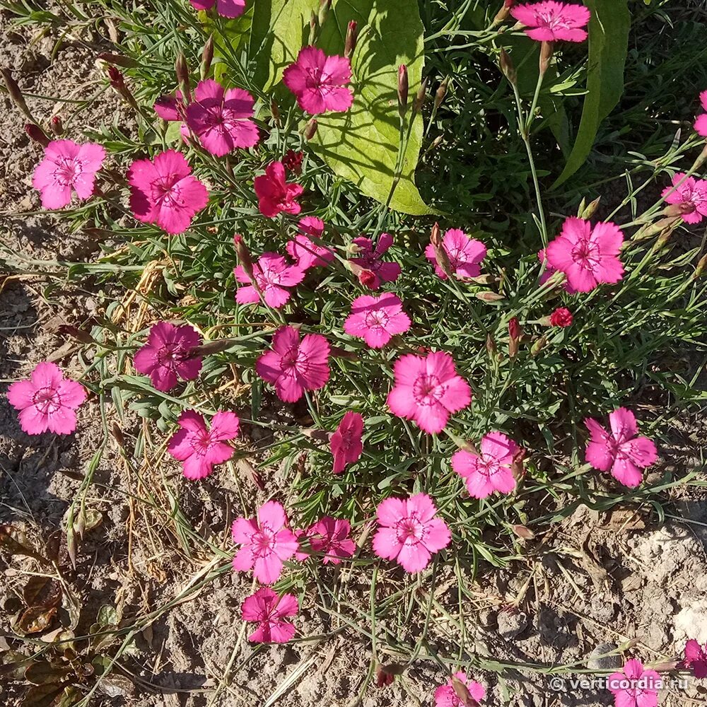 Гвоздика травянка уход. Гвоздика травянка (dianthus deltoides). гвоздика травянка alba. гвоздика травянка конфетти.