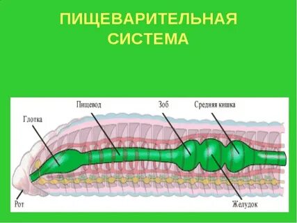 В пищеварительной системе плоских червей отсутствует