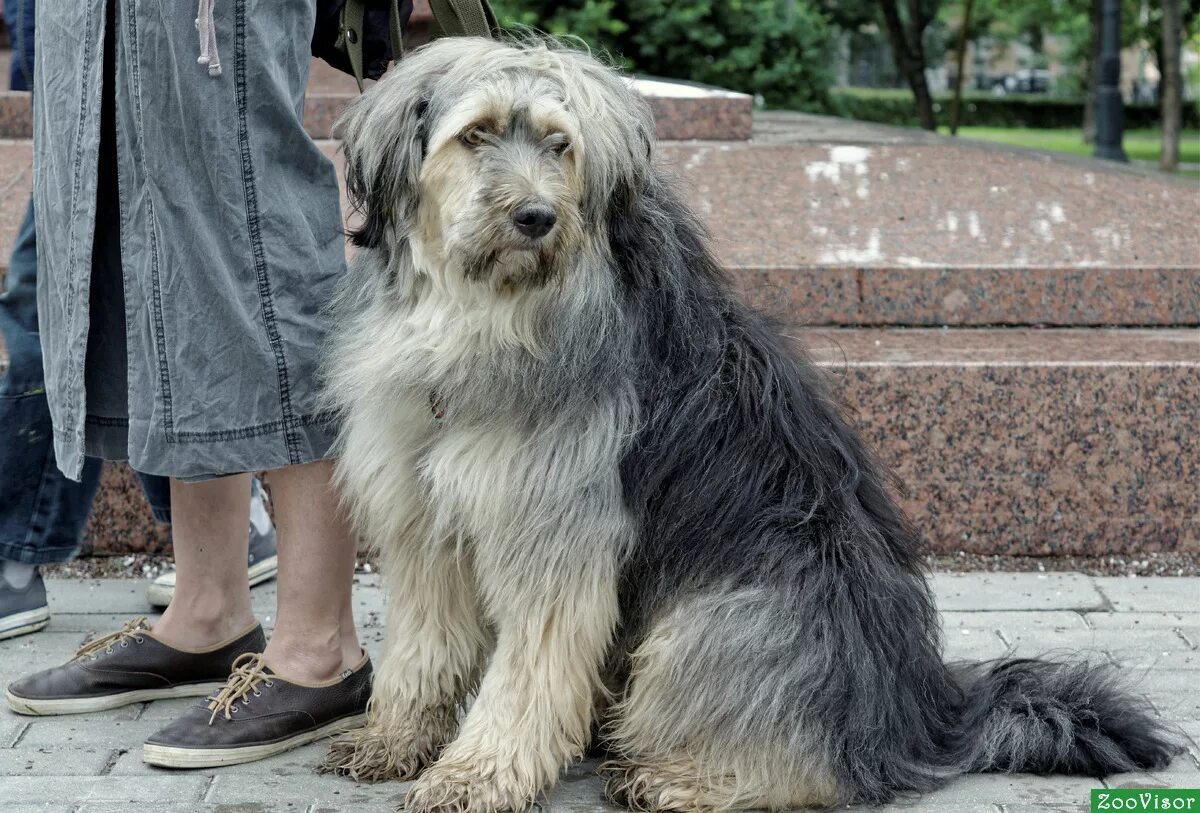 Кучерявые пудели порода. Мохнатая кошка. Тибетский терьер. Комондор венгерская овчарка. Лохматые сидя.