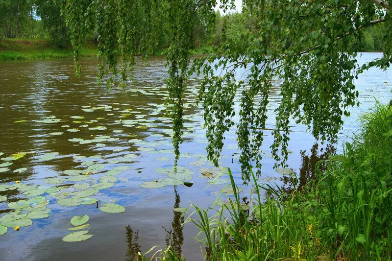 Ива плакучая над рекой в деревне. Ива у реки. Ива у пруда. Березы у воды. Рыба березка