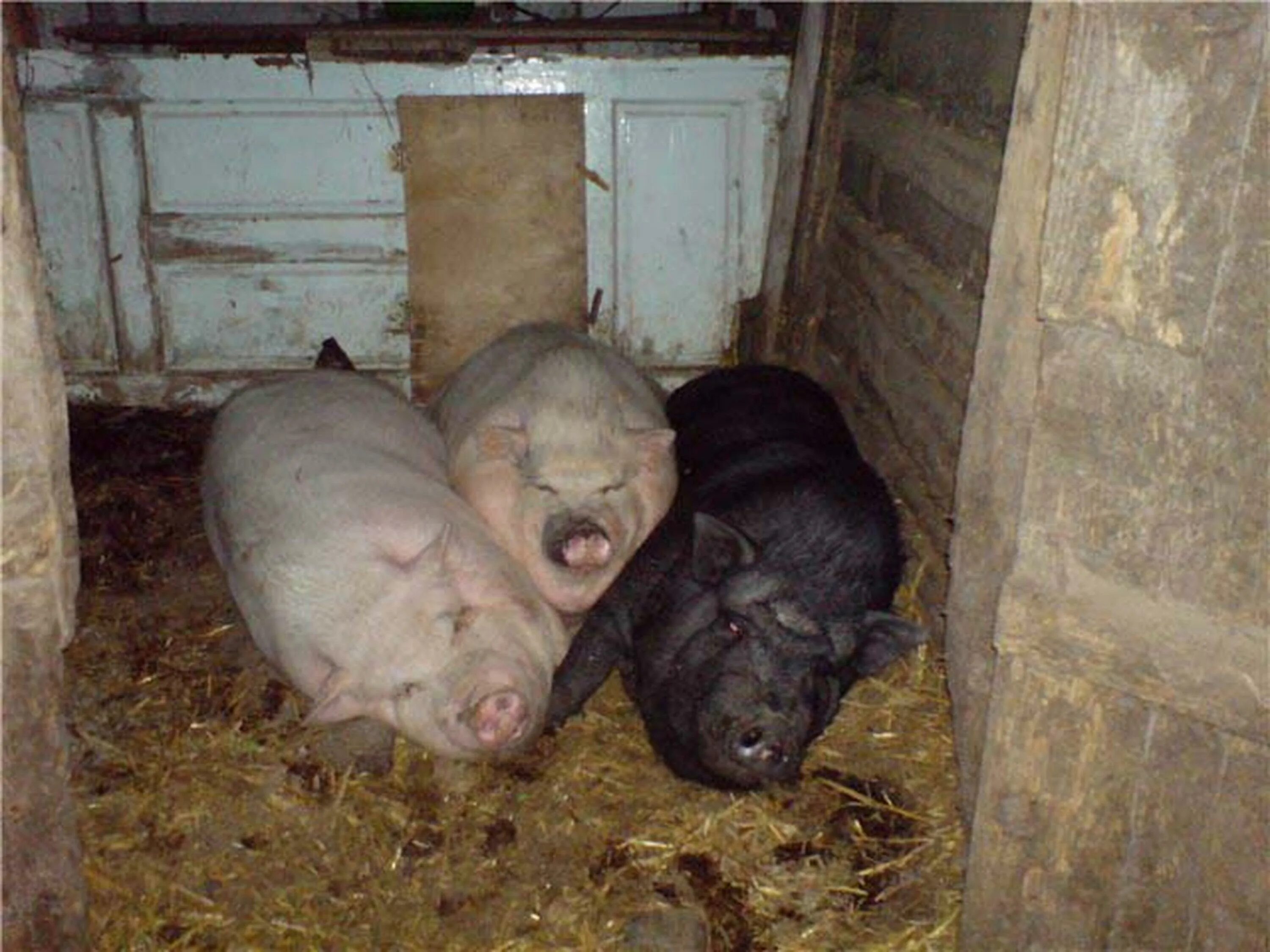 Свиньи в селе. Загон для свиней. Сарай для свиней. Свинья в хлеву. Загородки для свиней.