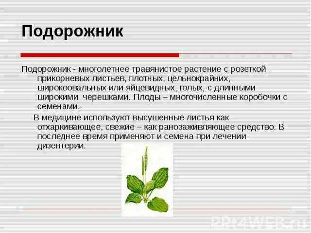 Растение для составления текста описания в научном. Научное описание растения. описание растения в научном стиле. текст описание растения. текст описание в научном стиле про растение.