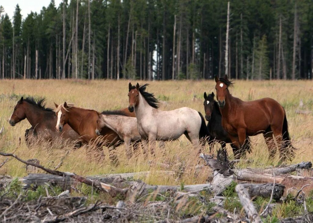 Wildie. Дикие лошади в природе. Дикие лошади в Мурманской области. Horse Valley лошади. Дикие лошади Мустанги фото.