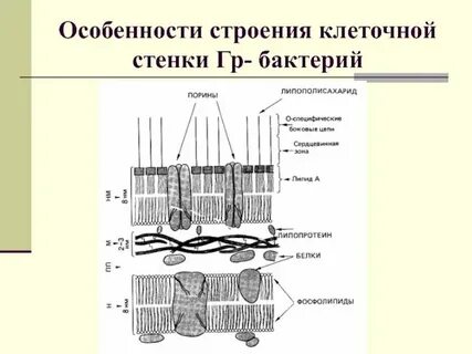 Какая стенка у растений