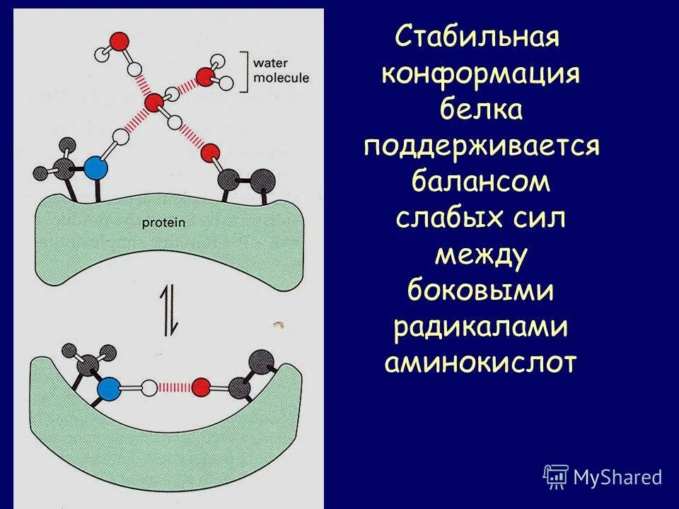 Изменение конформации белка. Белки конформация. Конформация белка это. Конформация третичной структуры. Нативная конформация белка это.