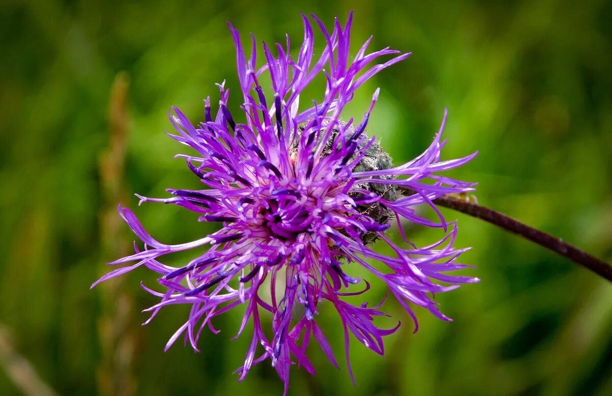 Е василек. Василёк Луговой. Василёк Луговой Centaurea jacea. Centauréajácea – Василёк Луговой. Бодяк Василек Луговой.