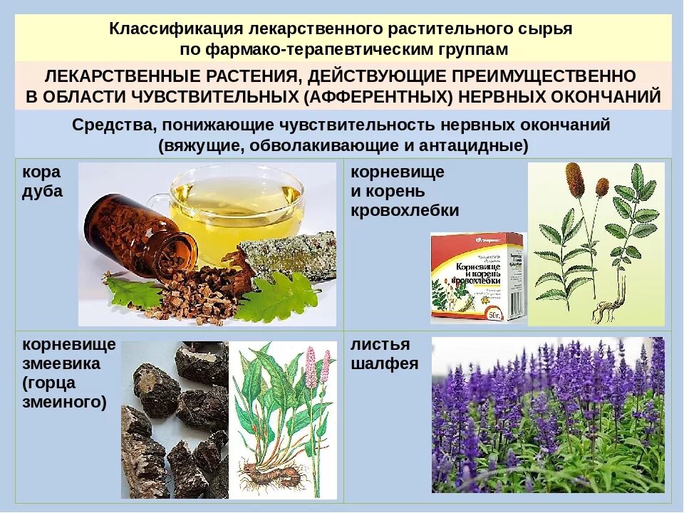 Основные источники растительного. Классификация лечебных растений. Лекарственное растительное сырьё. Лекарственные препараты из лекарственного растительного сырья. Лекарственное растительное сырье цветки.