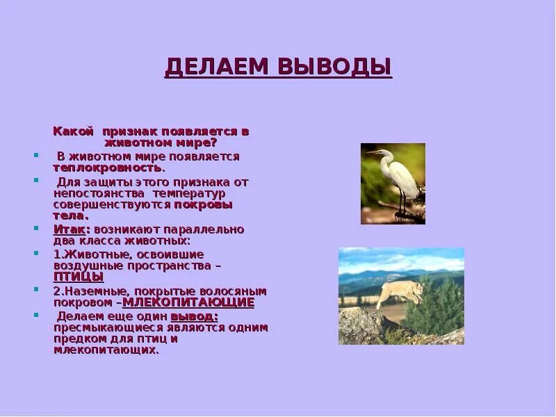 Вывод по классу птицы. Причины теплокровности птиц. Класс птицы вывод. Признаки обеспечивающие теплокровность у птиц.