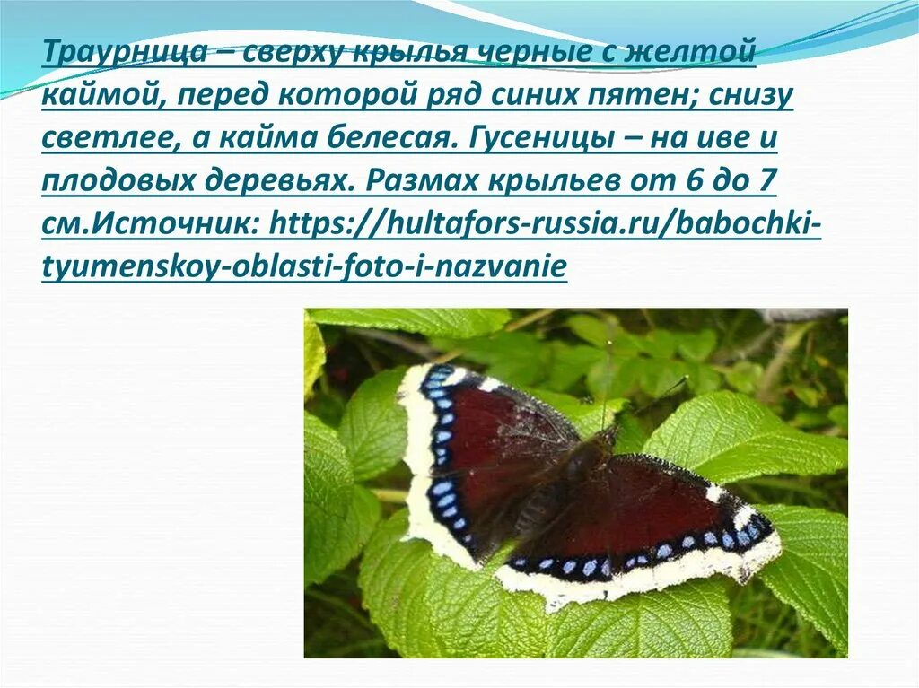 Сделайте описание бабочки крапивницы. Гусеница траурницы. Бабочки Адмирал лимонница траурница. Черная бабочка траурница. Бабочка Адмирал крапивница траурница.