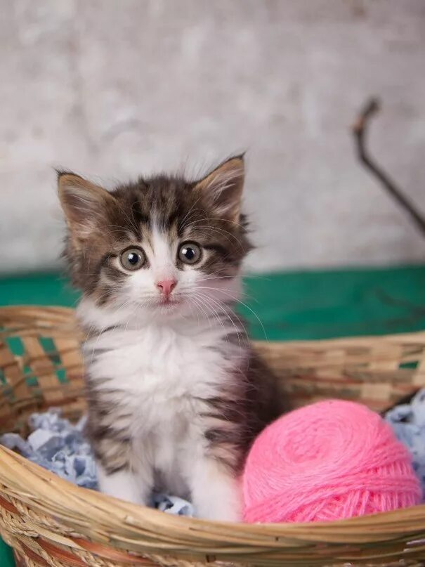 Фоткают кота. Как красиво сфоткать котят. Фотографировать котят. Как красиво сфоткать котят. Обои с котятами.