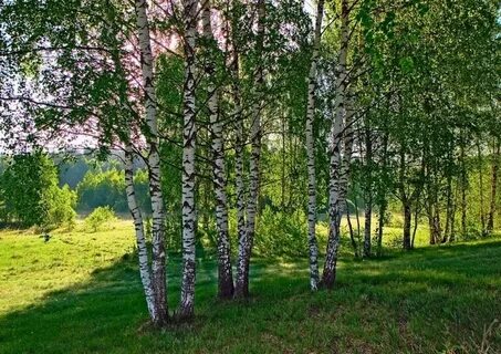 Увидел березовую рощу
