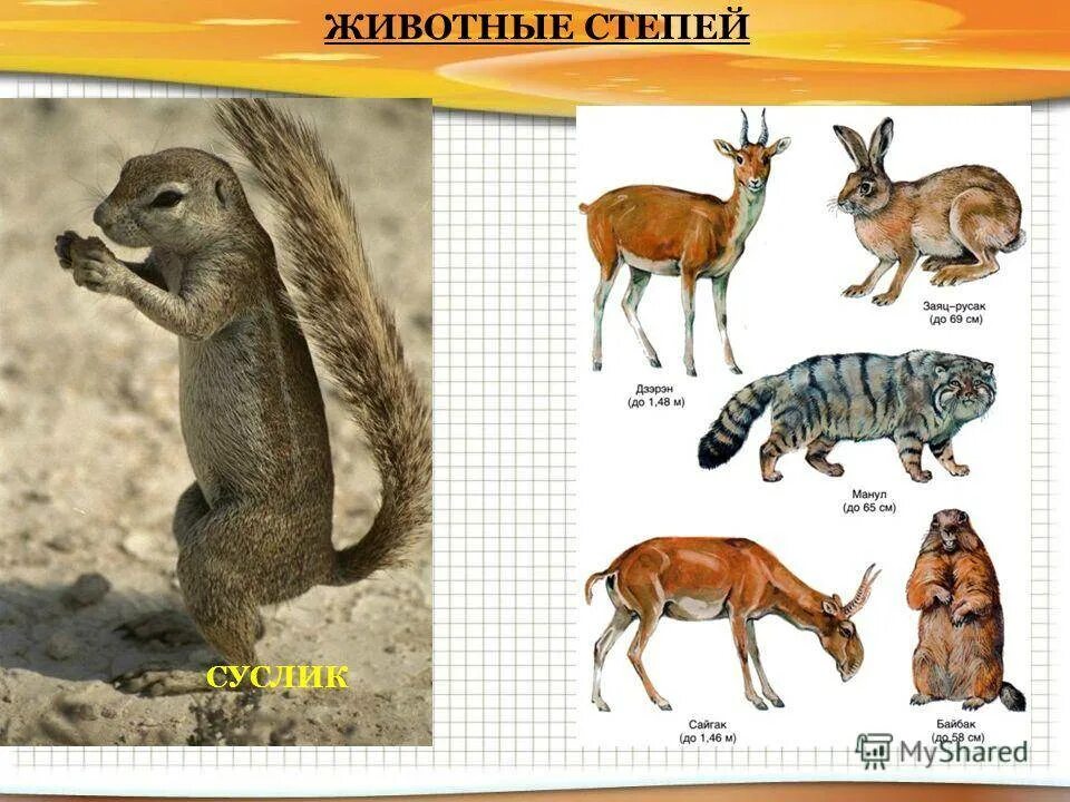 Какие животные обитают в степи. Растения и животные степи. животные степной зоны. название животных в степи. типичные степные животные.