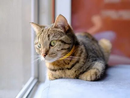 Кошка алиса