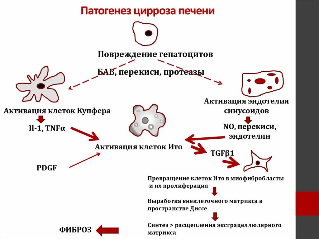 Кровь в печени причины. Механизм поражения печени при вирусном гепатите. Патогенез хронического гепатита схема. Механизм развития цирроза печени. Патогенез вирусного цирроза печени.