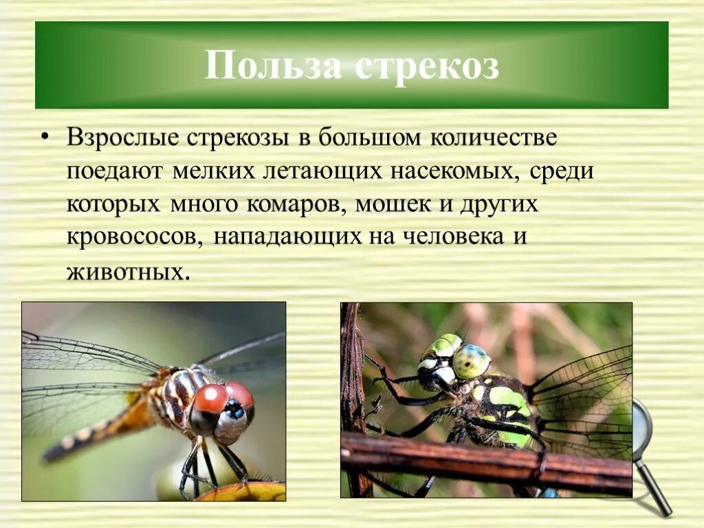 Стрекоза польза. Доклад про стрекозу. Человек среди насекомых. Стрекоза презентация для детей.