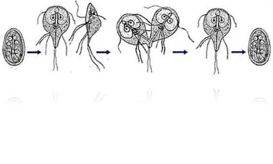 Циста жизненный цикл. Лямблии размножение. Цикл развития лямблии. Лямблия циста строение. Жизненный цикл лямблии intestinalis.