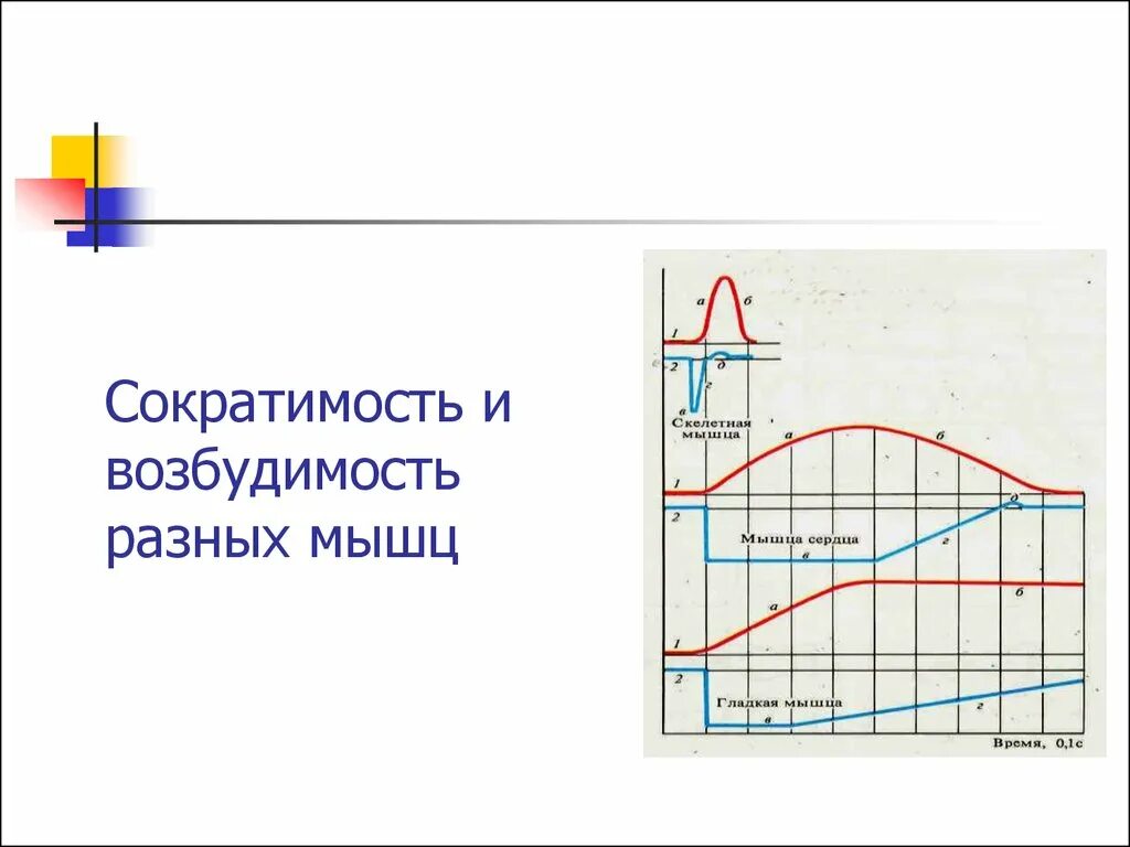 Возбудимость и сократимость. Сократимость мышц. Сократимость и возбудимость скелетной мускулатуры графики.