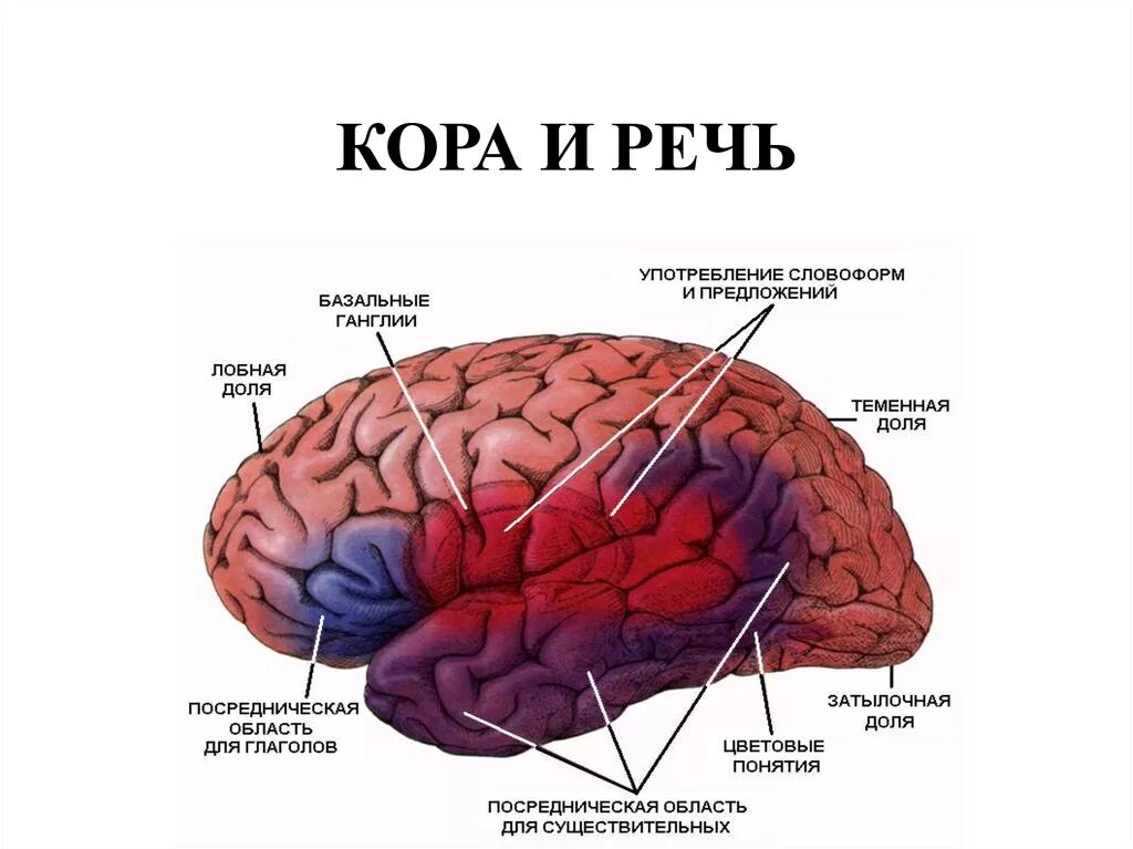 Зоны восприятия мозга. Корковые речевые зоны мозга. Строение мозга речь. Структуры мозга участвующие в речевой функции.