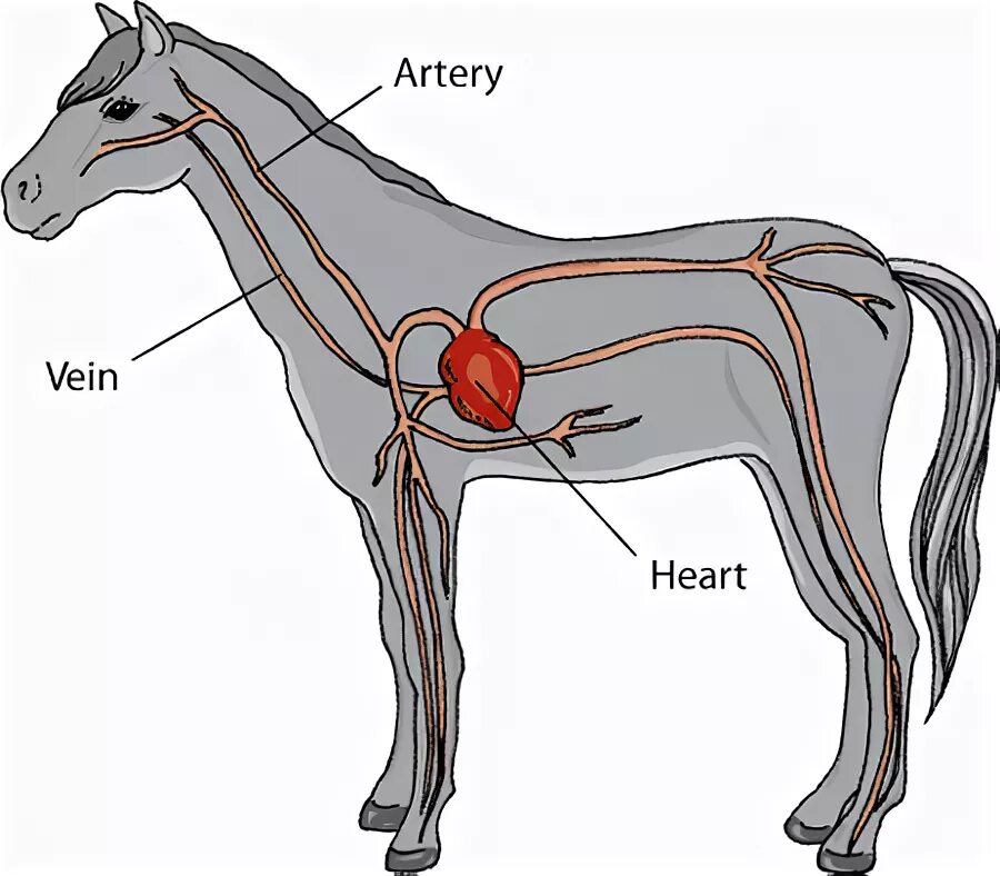 Расположение сердца у лошади. Сердце лошади анатомия. Расположение сердца у животных. Сердце собаки расположено