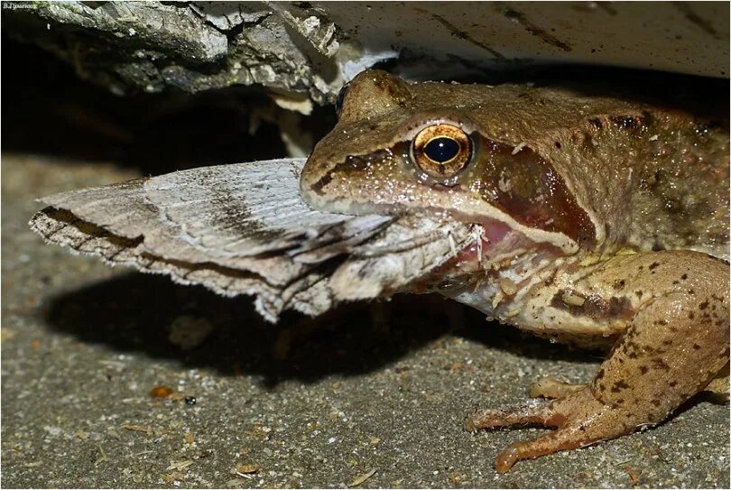 озёрная лягушка питается. пища жабы. пища жабы. лягушка подмосковная прудовая. питание земноводных.