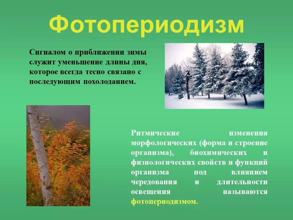 Фотопериодизм. Фотопериодизм презентация. Фотопериодизм у растений. Сезонные изменения растений зимой. Сезонные изменения организмов зимой