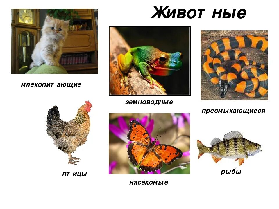 Птицы млекопитающие 3 класс. Животные насекомые рыбы земноводные пресмыкающиеся птицы. рыбы пресмыкающиеся птицы млекопитающие. млекопитающие птицы рыбы насекомые. земноводные пресмыкающиеся птицы млекопитающие.