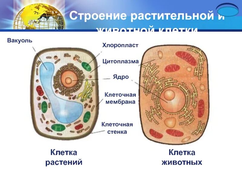 Цитоплазма содержит ядро