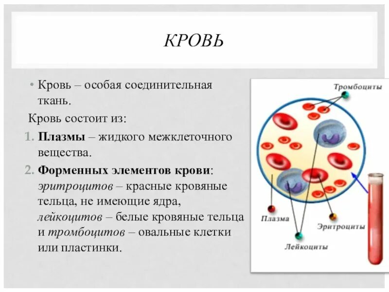 Кровь строение рисунок. Кровь соединительная ткань строение. Кровь и лимфа соединительная ткань строение и функции. Кровь и лимфа соединительная ткань строение. Кровь жидкая соединительная ткань функции.