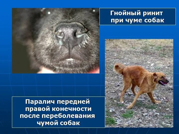 Как лечить чумку